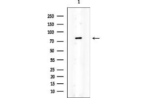 anti-Solute Carrier Family 26, Member 5 (Prestin) (SLC26A5) (Internal Region) antibody