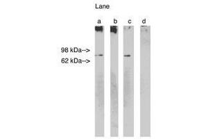 Image no. 1 for anti-Ceramide Synthase 1 (CERS1) antibody (ABIN793692) (LASS1 抗体)