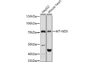 Western blot analysis of extracts of various cell lines, using MT-ND5 antibody (ABIN7268603) at 1:1000 dilution.