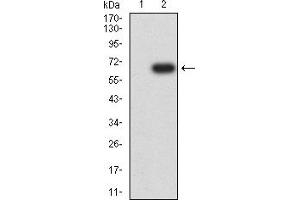 Western Blotting (WB) image for anti-Sialic Acid Binding Ig-Like Lectin 6 (SIGLEC6) (AA 27-347) antibody (ABIN7193247)