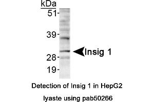 Image no. 1 for anti-Insulin Induced Gene 1 (INSIG1) (AA 1-100), (Internal Region) antibody (ABIN363575)