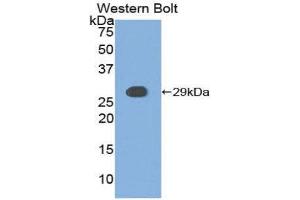 Western Blotting (WB) image for anti-Casein Kinase 1, alpha 1 (CSNK1A1) (AA 114-324) antibody (ABIN3208144) (CSNK1A1 抗体  (AA 114-324))