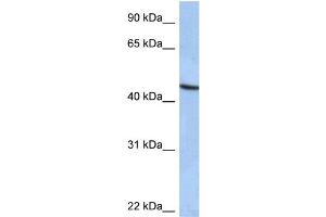 WB Suggested Anti-ZNF766 Antibody Titration:  0. (ZNF766 抗体  (C-Term))