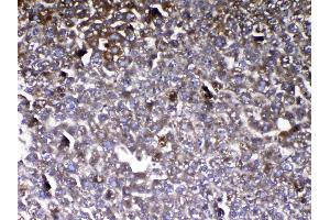 Immunohistochemistry (IHC) image for anti-Vitamin D-Binding Protein (GC) (AA 17-256) antibody (ABIN5518994)