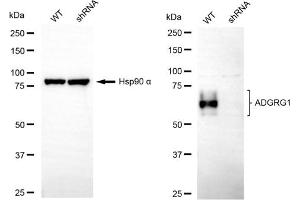 anti-G Protein-Coupled Receptor 56 (GPR56) antibody