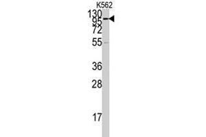 Western blot analysis of ACE2 polyclonal antibody  in K-562 cell lysate (35 ug/lane). (ACE2 抗体  (AA 59-90))