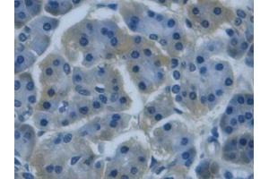 Detection of REG3g in Human Pancreas Tissue using Monoclonal Antibody to Regenerating Islet Derived Protein 3 Gamma (REG3g) (REG3g 抗体  (AA 39-175))