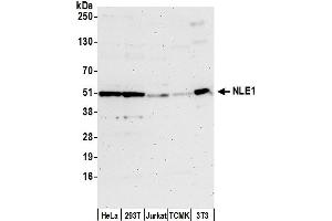 anti-Notchless Homolog 1 (NLE1) (AA 100-150) antibody