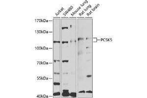 Western blot analysis of extracts of various cell lines, using PCSK5 antibody (ABIN6128575, ABIN6145326, ABIN6145327 and ABIN6221105) at 1:1000 dilution. (PCSK5 抗体  (AA 601-913))