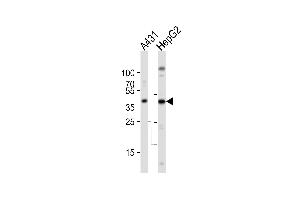 Western blot analysis of lysates from A431, HepG2 cell line (from left to right), using ACTB Antibody . (beta Actin 抗体)