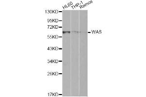 Western blot analysis of extracts of various cell lines, using WAS Antibody (ABIN1875343) at 1:1000 dilution. (WASP 抗体)