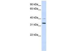 Image no. 1 for anti-Crystallin, zeta (CRYZ) (AA 216-265) antibody (ABIN6740951) (CRYZ 抗体  (AA 216-265))