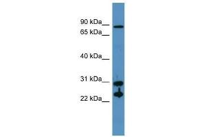CA2 antibody used at 0.
