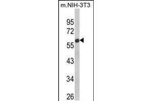 Western blot analysis of GDF10 Antibody in NIH-3T3 cell line lysates (35ug/lane) (GDF10 抗体  (AA 317-344))