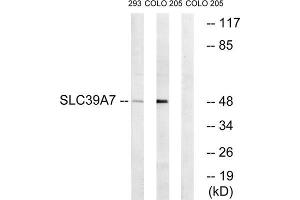 Western blot analysis of extracts from 293 cells and COLO cells, using SLC39A7 antibody. (SLC39A7 抗体  (Internal Region))