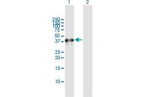 Western Blot analysis of NEIL2 expression in transfected 293T cell line by NEIL2 MaxPab polyclonal antibody. (NEIL2 抗体  (AA 1-332))