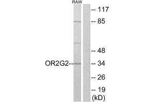 Western Blotting (WB) image for anti-Olfactory Receptor, Family 2, Subfamily G, Member 2 (OR2G2) (C-Term) antibody (ABIN1853208) (OR2G2 抗体  (C-Term))