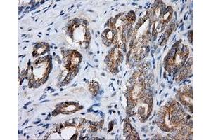 Immunohistochemistry (IHC) image for anti-Nucleotide Exchange Factor SIL1 (SIL1) antibody (ABIN1496811) (SIL1 抗体)