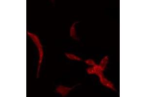 ABIN6275376 staining Hela by IF/ICC. (KCNK7 抗体)