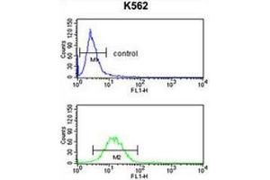 Flow cytometry analysis of K562 cells (bottom histogram) compared to a negative control cell (top histogram) using GPR50  Antibody , followed by FITC-conjugated goat-anti-rabbit secondary antibodies. (GPR50 抗体  (Middle Region))