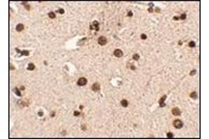 Immunohistochemistry of Rim3 in human brain tissue with this product at 2. (RIMS3 抗体  (N-Term))
