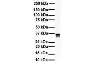 Western Blotting (WB) image for anti-Glyceraldehyde-3-Phosphate Dehydrogenase (GAPDH) (N-Term) antibody (ABIN2778645)