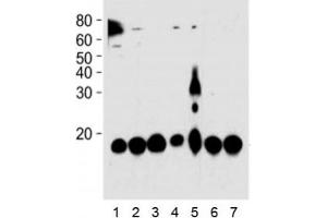 PIN1 antibody western blot analysis in 1) HeLa, 2) 293, 3) mouse NIH3T3, 4) rat PC-12, 5) COS-7 cell line, 6) mouse brain, and 7) rat brain tissue lysate. (PIN1 抗体)