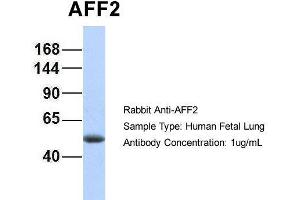 Hum. (AFF2 抗体  (N-Term))