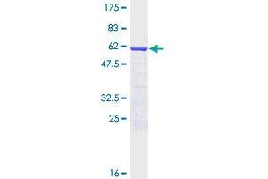 SNAP29 Protein (AA 1-258) (GST tag)