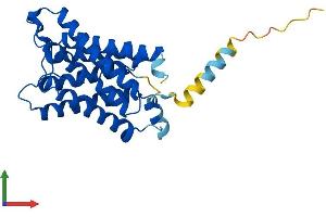 Protein Structure (PS) image for Aquaporin 2 (Collecting Duct) (AQP2) (AA 1-271) protein (His tag) (ABIN7552199)