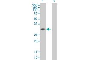 Western Blot analysis of MLF2 expression in transfected 293T cell line by MLF2 MaxPab polyclonal antibody. (MLF2 抗体  (AA 1-248))
