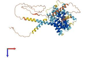 AlphaFold protein structure predicition of Human Recombinant SLC35F4 Protein, UniprotID A4IF30