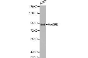 Western blot analysis of A549 cell lysate using MAGED1 antibody.