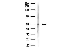 Western blot analysis of lysates from Mouse brain, using BIGM103 Antibody at 1/1000 dilution.