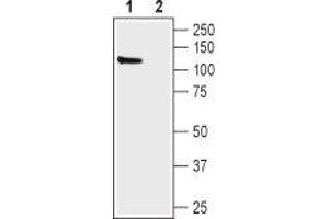 Western blot analysis of rat brain lysate:1. (Hyperpolarization Activated Cyclic Nucleotide-Gated Potassium Channel 1 (HCN1) Peptide)