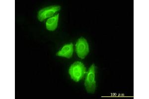 Immunofluorescence (IF) image for anti-DnaJ (Hsp40) Homolog, Subfamily C, Member 3 (DNAJC3) (AA 1-234) antibody (ABIN562442)