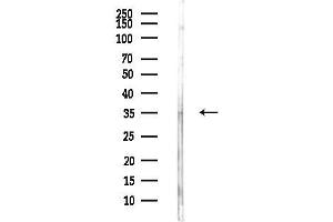 Western blot analysis of lysates from Rat brain, using TPMT Antibody at 1/1000 dilution.