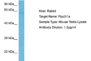 Host: Mouse Target Name: PPP2R1A Sample Tissue: Mouse Testis Antibody Dilution: 1ug/ml (PPP2R1A 抗体  (N-Term))