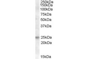 Image no. 1 for anti-Fas Apoptotic Inhibitory Molecule (FAIM) (Internal Region) antibody (ABIN375120) (FAIM 抗体  (Internal Region))