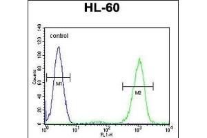 ADA Antibody (C-term) (ABIN655597 and ABIN2845082) flow cytometric analysis of HL-60 cells (right histogram) compared to a negative control cell (left histogram).