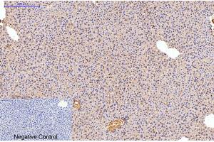 Immunohistochemical analysis of paraffin-embedded mouse liver tissue. (Fibronectin 抗体)