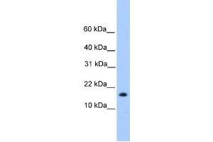 Western Blotting (WB) image for anti-Centromere Protein W (CENPW) antibody (ABIN2459750) (CENPW 抗体)