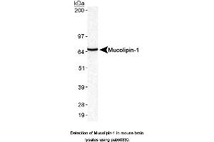 Image no. 1 for anti-Mucolipin 1 (MCOLN1) (AA 500-580), (C-Term) antibody (ABIN363639)