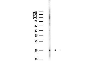Western blot analysis of lysates from Hela cells(UV,30 min treatment), using FAM162B Antibody at 1/1000 dilution. (FAM162B 抗体)