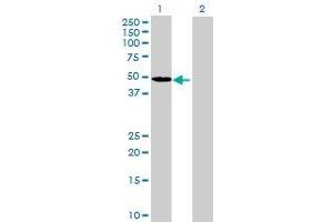 Lane 1: LAG3 transfected lysate ( 39.