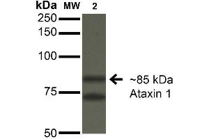 Western Blot analysis of Monkey COS-1 cells transfected with Ataxin- 1 showing detection of ~85 kDa Ataxin 1 protein using Mouse Anti-Ataxin 1 Monoclonal Antibody, Clone S76-8 . (Ataxin 1 抗体  (AA 164-197) (Atto 488))