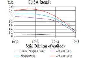 Black line: Control Antigen (100 ng);Purple line: Antigen (10ng); Blue line: Antigen (50 ng); Red line:Antigen (100 ng) (Selenoprotein S 抗体  (AA 1-187))