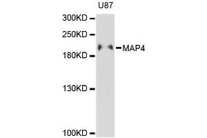 Western blot analysis of extracts of U-87MG cells, using MAP4 antibody (ABIN5996352) at 1:3000 dilution. (MAP4 抗体)