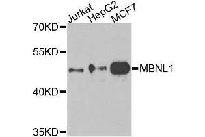 Western blot analysis of extracts of various cell lines, using MBNL1 antibody. (MBNL1 抗体  (AA 1-382))