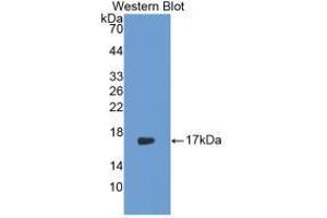 Western blot analysis of recombinant Rabbit IL17. (IL-17 抗体  (AA 21-153))